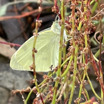 Pieris rapae (Cabbage White) at Mount Ainslie - 15 Jan 2023 by Hejor1