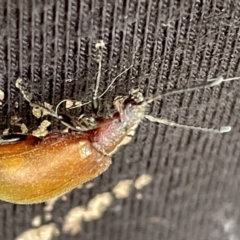 Ecnolagria grandis (Honeybrown beetle) at Ainslie, ACT - 15 Jan 2023 by Hejor1