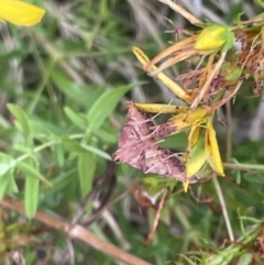 Endotricha pyrosalis (A Pyralid moth (Endotrichinae) at Ainslie, ACT - 15 Jan 2023 by Hejor1