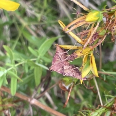 Endotricha pyrosalis (A Pyralid moth (Endotrichinae) at Ainslie, ACT - 15 Jan 2023 by Hejor1