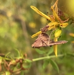 Endotricha pyrosalis at Ainslie, ACT - 15 Jan 2023 06:57 PM