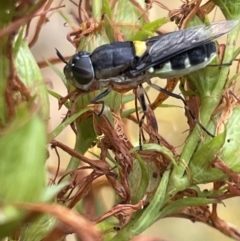 Odontomyia hunteri (Soldier fly) at Ainslie, ACT - 15 Jan 2023 by Hejor1