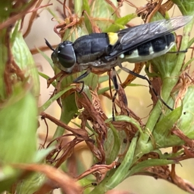 Odontomyia hunteri (Soldier fly) at Ainslie, ACT - 15 Jan 2023 by Hejor1