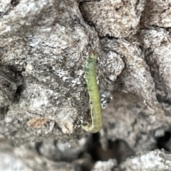 Geometridae (family) IMMATURE at Ainslie, ACT - 15 Jan 2023 07:15 PM