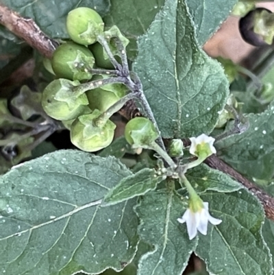 Solanum nigrum (Black Nightshade) at Ainslie, ACT - 15 Jan 2023 by Hejor1