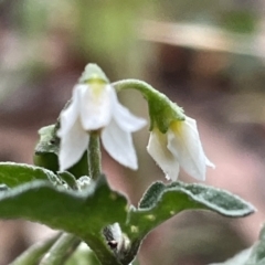 Solanum nigrum at Ainslie, ACT - 15 Jan 2023