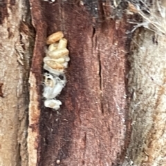 Unidentified Parasitic wasp (numerous families) at Campbell, ACT - 15 Jan 2023 by Hejor1