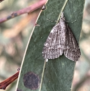 Microdes villosata at Ainslie, ACT - 15 Jan 2023