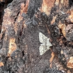 Phrissogonus laticostata (Apple looper moth) at Mount Ainslie - 15 Jan 2023 by Hejor1