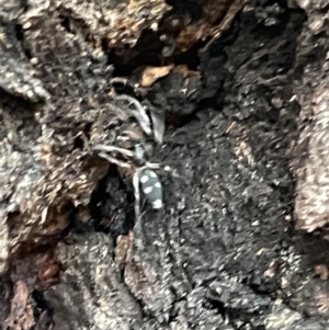 Lampona cylindrata at Campbell, ACT - 15 Jan 2023 07:59 PM