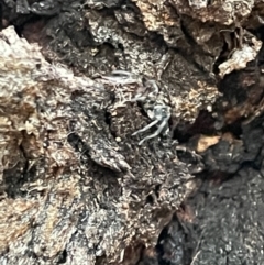 Lampona cylindrata at Campbell, ACT - 15 Jan 2023