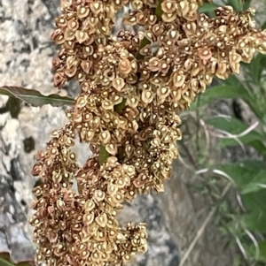 Rumex crispus at Campbell, ACT - 15 Jan 2023