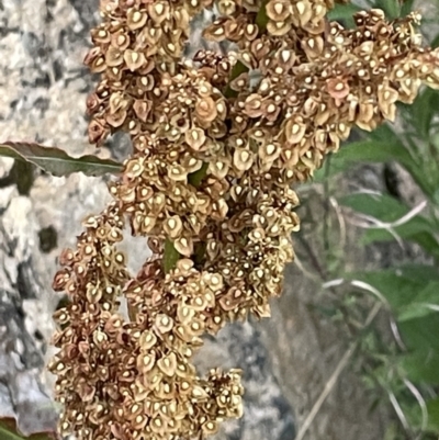 Rumex crispus (Curled Dock) at Campbell, ACT - 15 Jan 2023 by Hejor1