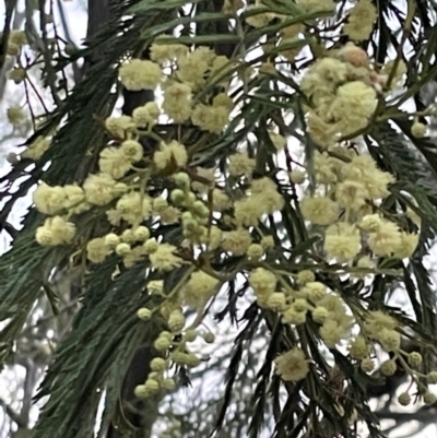 Acacia mearnsii (Black Wattle) at Ainslie, ACT - 15 Jan 2023 by Hejor1