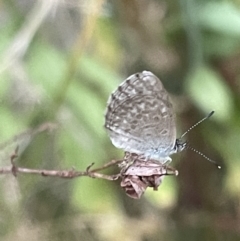 Zizina otis (Common Grass-Blue) at Campbell, ACT - 15 Jan 2023 by Hejor1