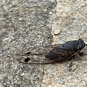 Galanga labeculata at Campbell, ACT - 15 Jan 2023