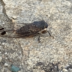 Galanga labeculata at Campbell, ACT - 15 Jan 2023