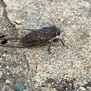 Galanga labeculata at Campbell, ACT - 15 Jan 2023 08:21 PM