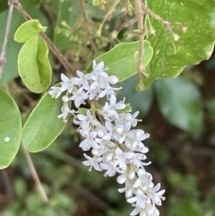 Ligustrum sinense (Narrow-leaf Privet, Chinese Privet) at Campbell, ACT - 16 Jan 2023 by Hejor1