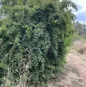 Ligustrum sinense at Campbell, ACT - 16 Jan 2023