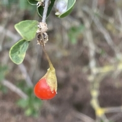 Lycium ferocissimum (African Boxthorn) at Campbell, ACT - 16 Jan 2023 by Hejor1