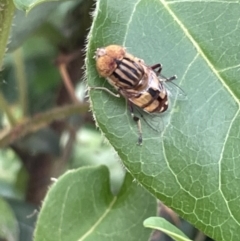 Eristalinus punctulatus (Golden Native Drone Fly) at Campbell, ACT - 16 Jan 2023 by Hejor1