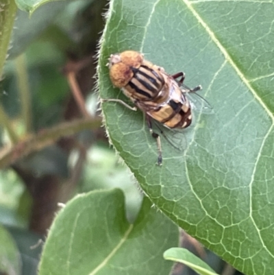 Eristalinus punctulatus (Golden Native Drone Fly) at Campbell, ACT - 16 Jan 2023 by Hejor1