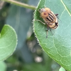 Eristalinus punctulatus at Campbell, ACT - 16 Jan 2023 05:10 PM