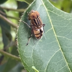 Eristalinus punctulatus at Campbell, ACT - 16 Jan 2023 05:10 PM