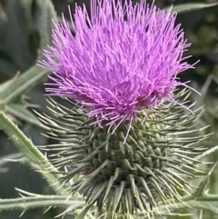 Cirsium vulgare (Spear Thistle) at Campbell, ACT - 16 Jan 2023 by Hejor1