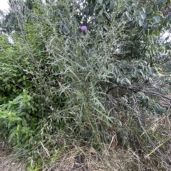 Cirsium vulgare at Campbell, ACT - 16 Jan 2023