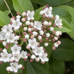 Viburnum tinus (Laurustinus) at Campbell, ACT - 16 Jan 2023 by Hejor1