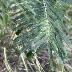 Acacia sp. (A Wattle) at Campbell, ACT - 16 Jan 2023 by Hejor1