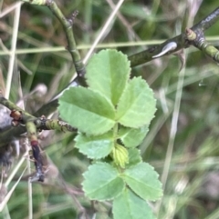 Rosa rubiginosa at Campbell, ACT - 16 Jan 2023 05:22 PM