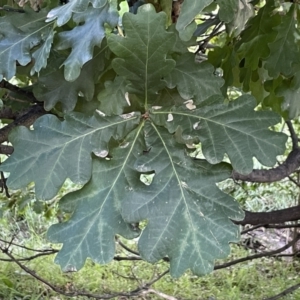 Quercus robur at Campbell, ACT - 16 Jan 2023 05:19 PM