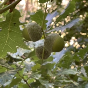 Quercus robur at Campbell, ACT - 16 Jan 2023 05:19 PM