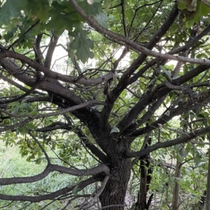 Quercus robur at Campbell, ACT - 16 Jan 2023 05:19 PM