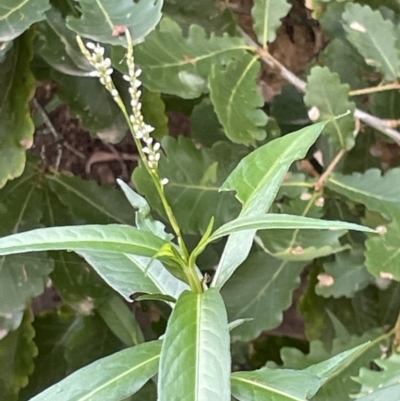 Persicaria hydropiper (Water Pepper) at Campbell, ACT - 16 Jan 2023 by Hejor1