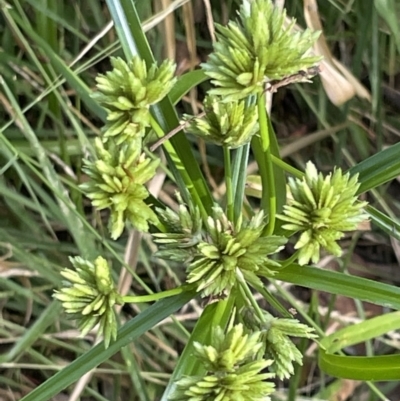 Cyperus eragrostis (Umbrella Sedge) at Campbell, ACT - 16 Jan 2023 by Hejor1