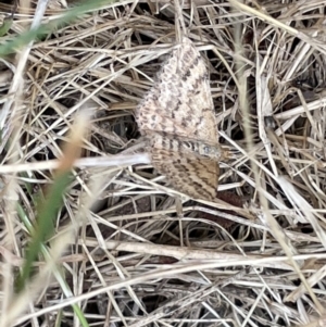 Scopula rubraria at Campbell, ACT - 16 Jan 2023