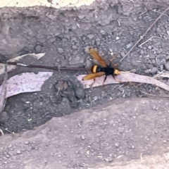 Cryptocheilus bicolor (Orange Spider Wasp) at Campbell, ACT - 16 Jan 2023 by Hejor1