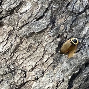 Ellipsidion australe at Campbell, ACT - 16 Jan 2023