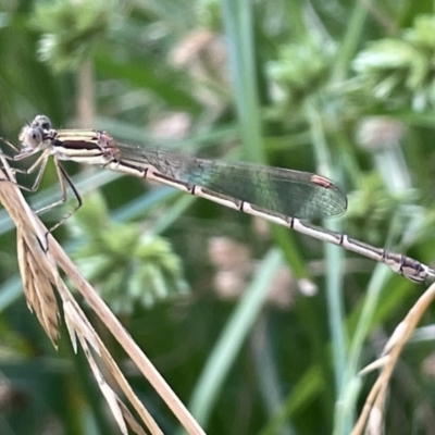 Austrolestes analis (Slender Ringtail) at Campbell, ACT - 16 Jan 2023 by Hejor1