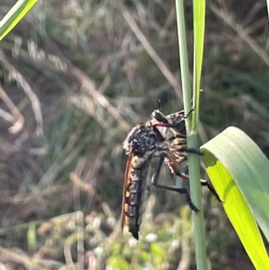 Chrysopogon muelleri at Campbell, ACT - 16 Jan 2023