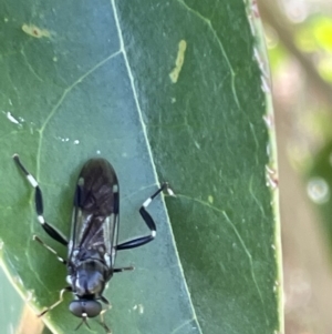 Exaireta spinigera at Campbell, ACT - 16 Jan 2023 06:14 PM