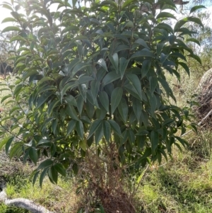 Ligustrum lucidum at Campbell, ACT - 16 Jan 2023