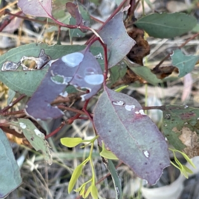 Eucalyptus blakelyi (Blakely's Red Gum) at Campbell, ACT - 16 Jan 2023 by Hejor1