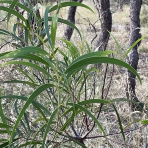 Acacia implexa at Campbell, ACT - 16 Jan 2023