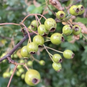 Crataegus monogyna at Campbell, ACT - 16 Jan 2023 06:30 PM