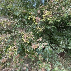 Crataegus monogyna at Campbell, ACT - 16 Jan 2023 06:30 PM